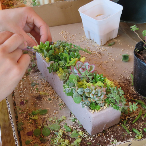 ☆多肉植物 待ち遠しかっ 寄せ植え〜木製手作り手押しカート 夏寄せ 